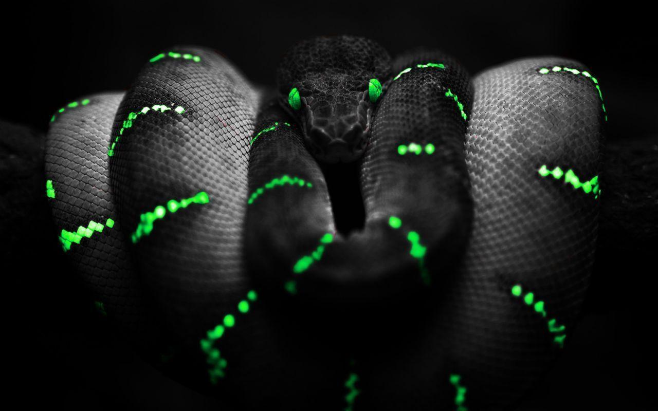 Scary Snakes 13521 HD Wallpaper in Animals
