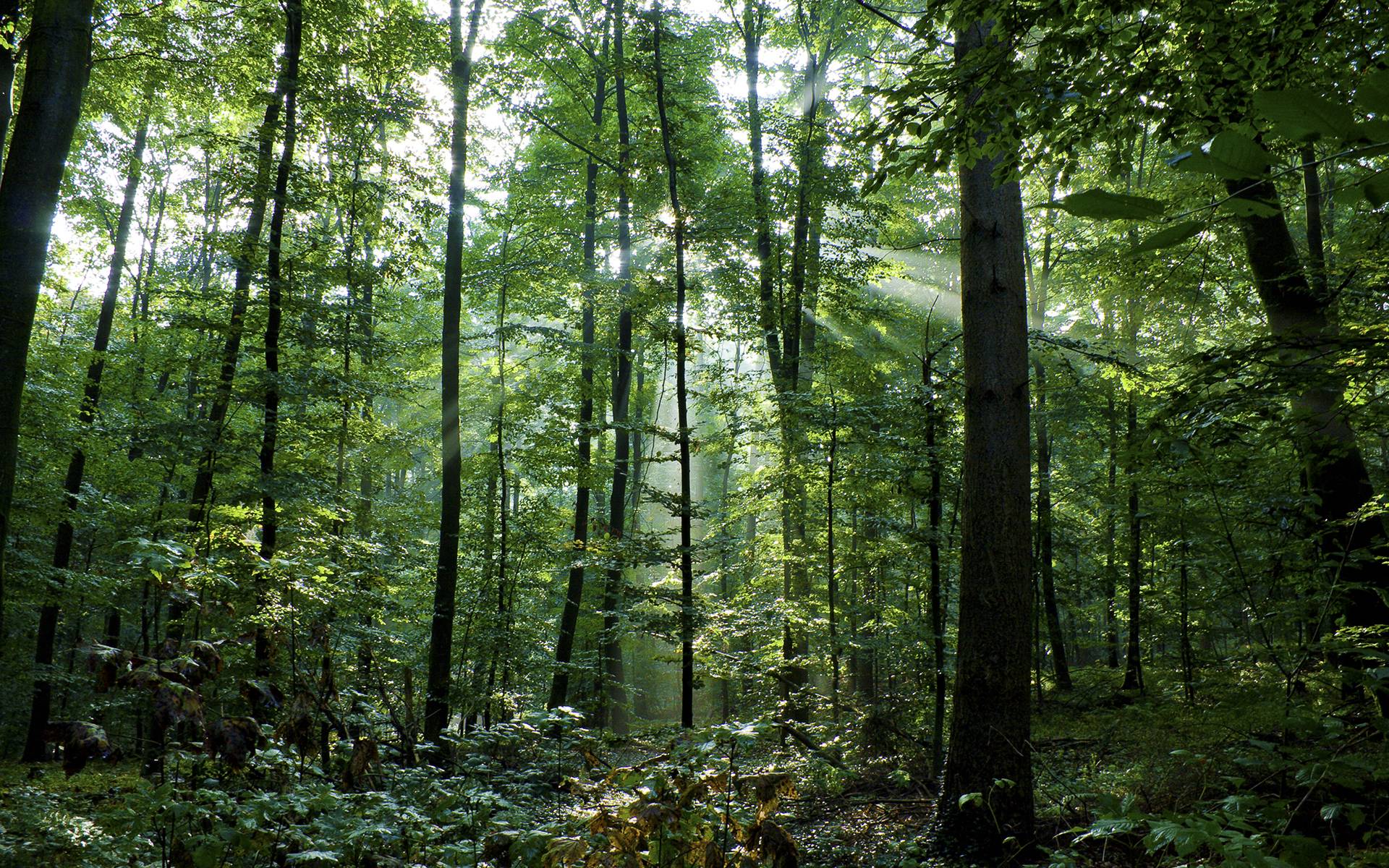 Green Woods Nature HD Wallpaper Background