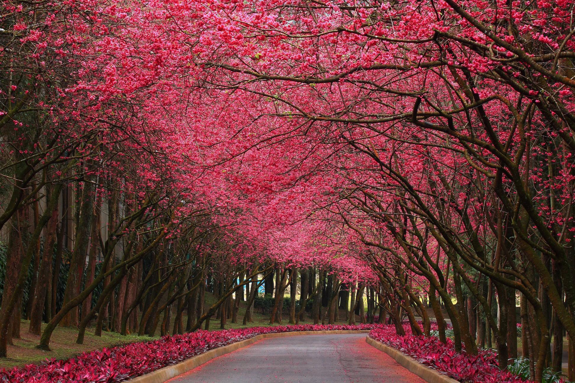 Pink Flowering Trees Wallpaper