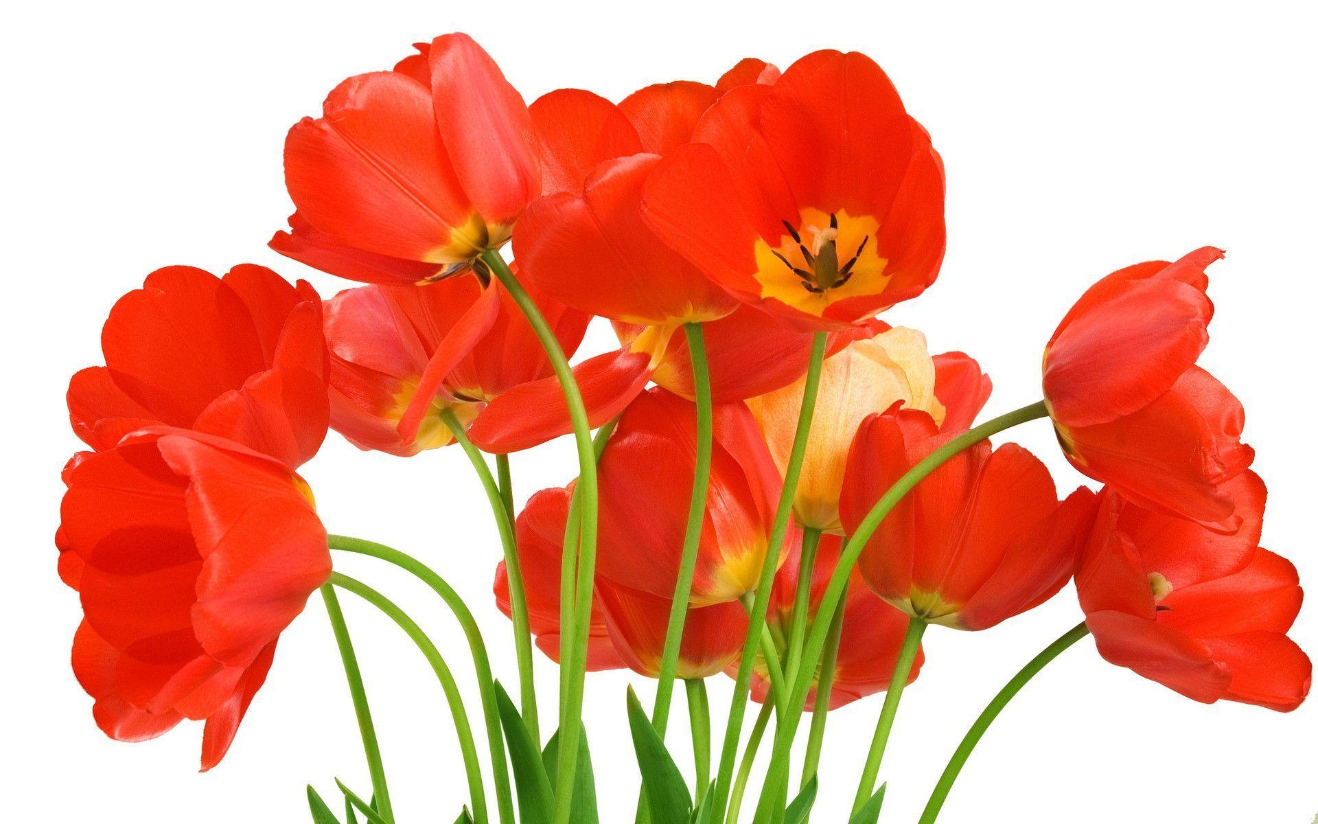 beautiful red tulips