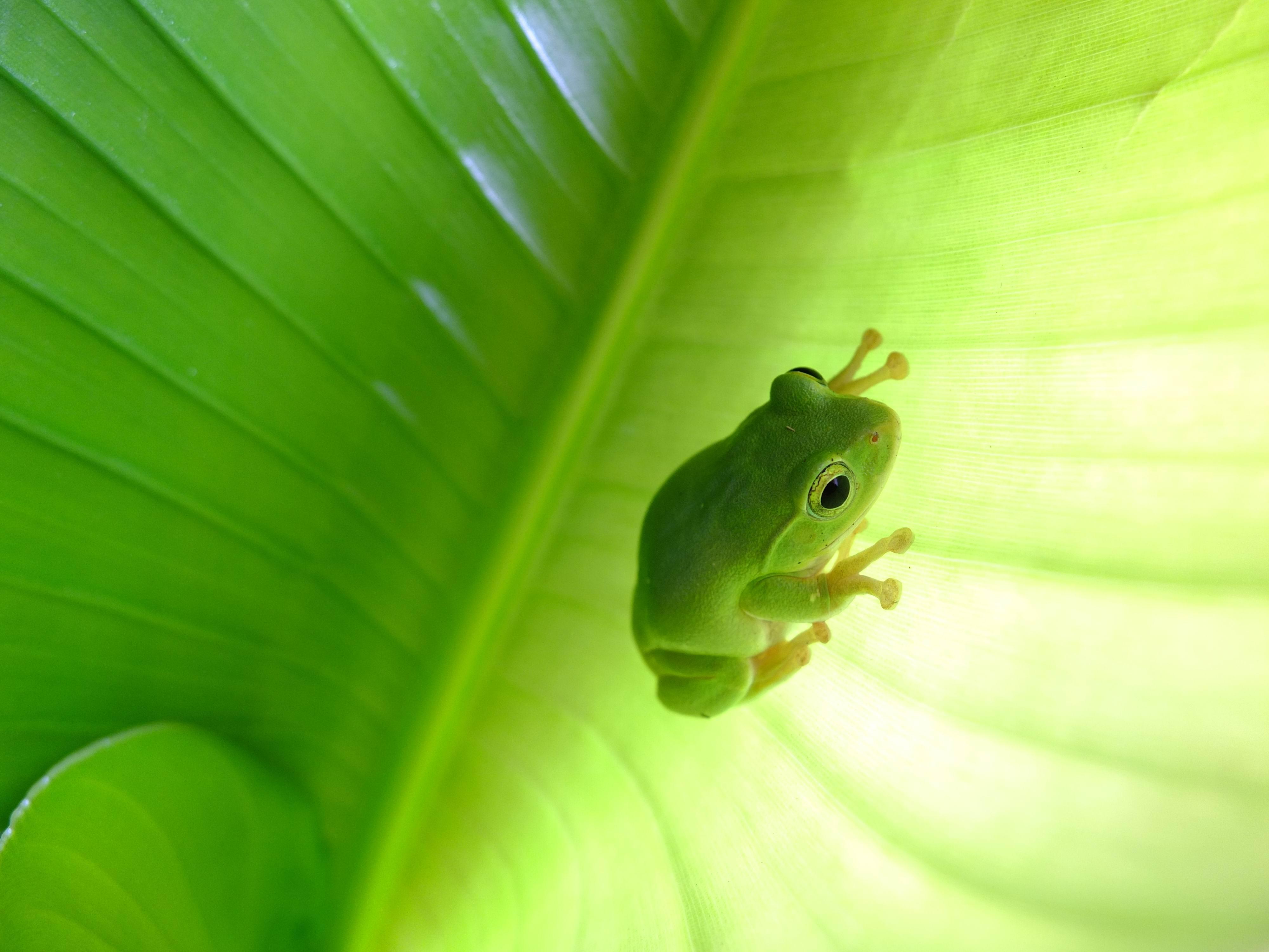 Green, tree frog, animals, nature, image