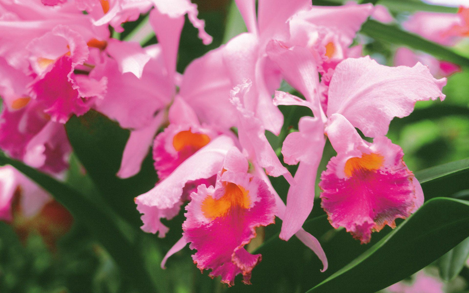 pink Orchid Flower HD Widescreen Wallpaper. HD Wallpaper Source