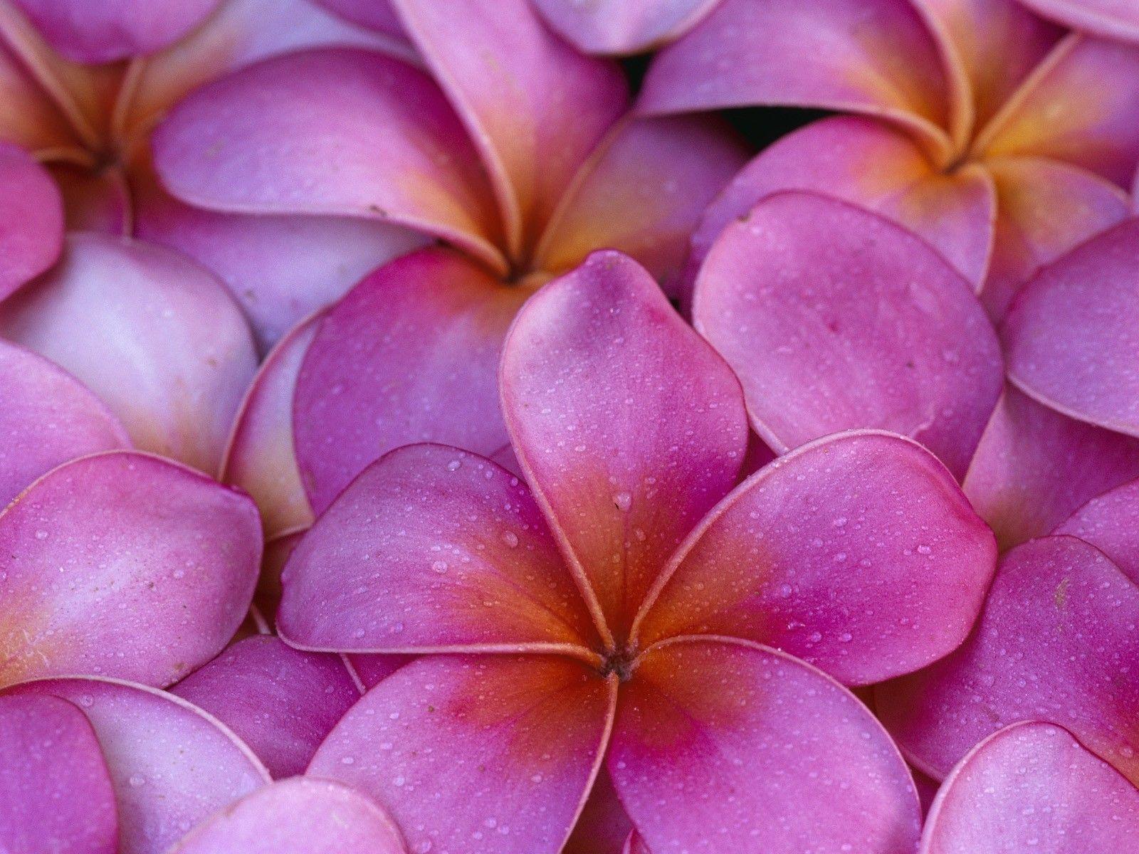 image For > Hawaiian Flower Background