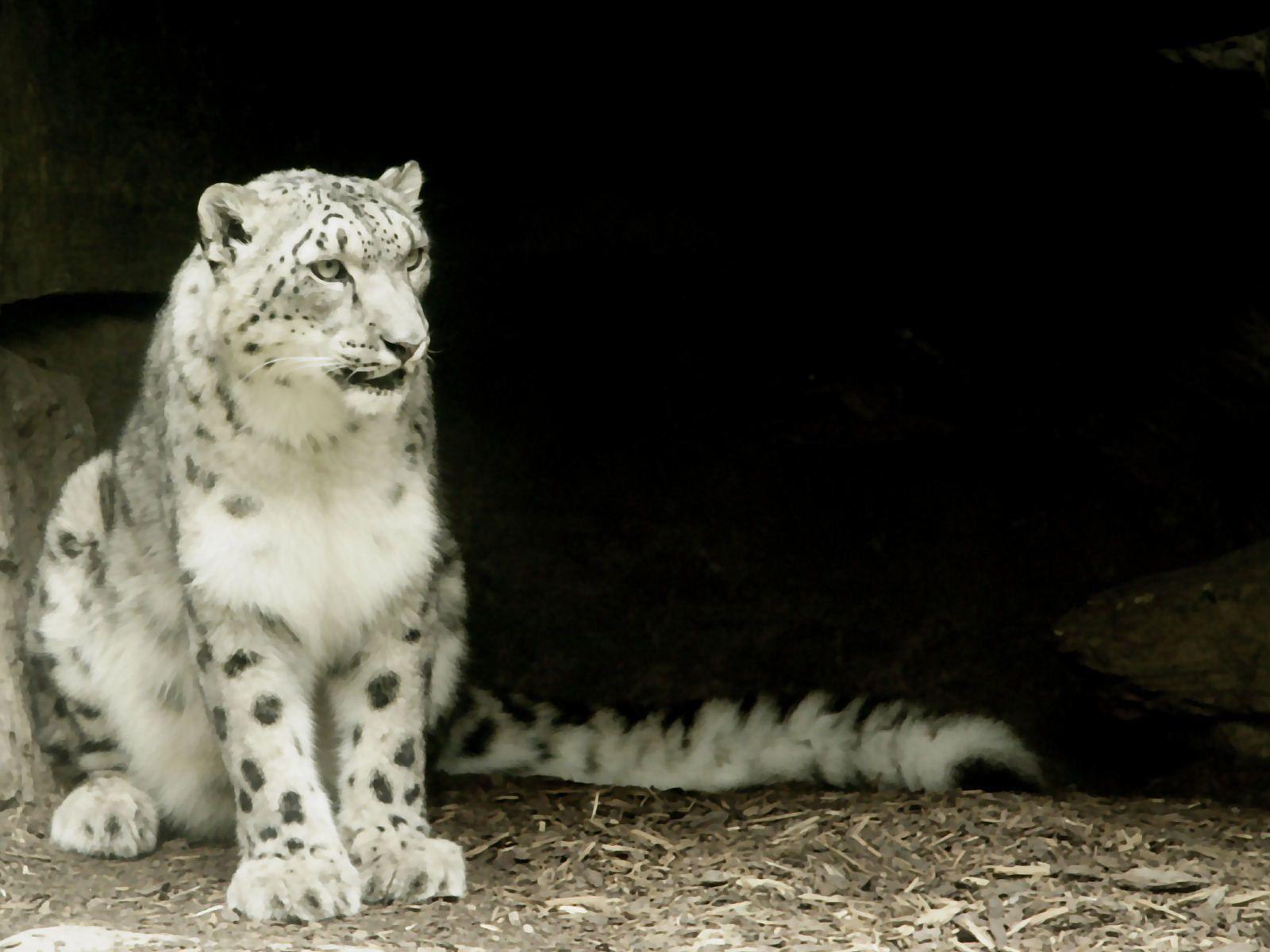 White Leopard Wallpapers - Wallpaper Cave