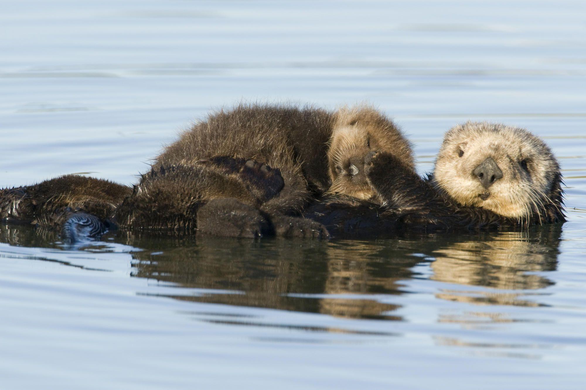 Sea Otter Mother And Pup
