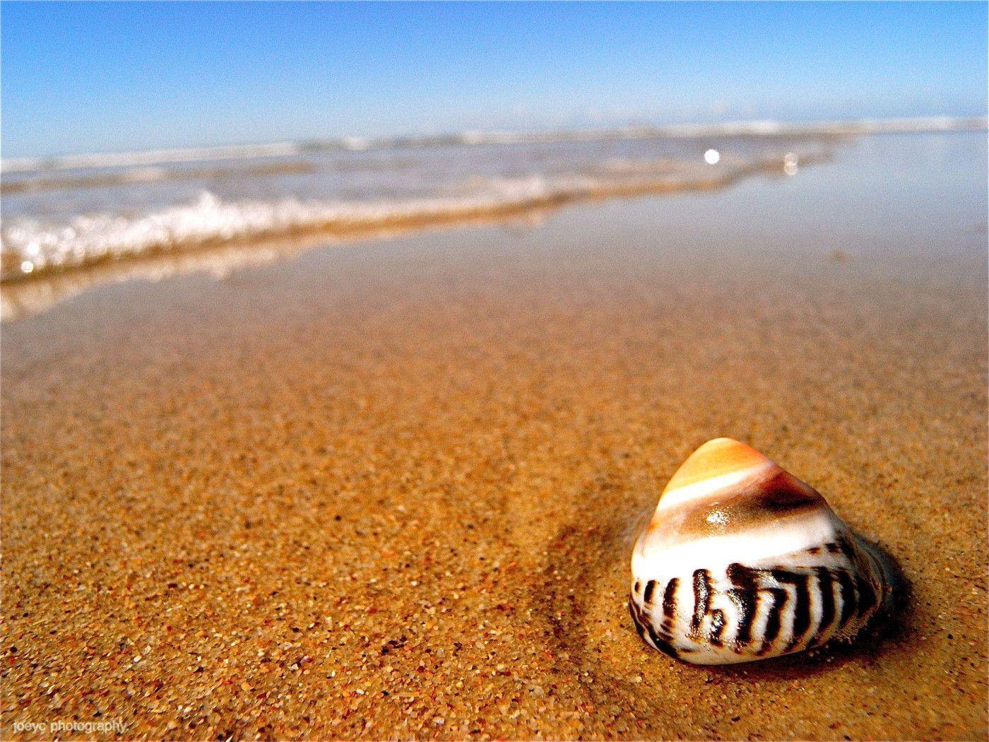 image For > Seashell And Sand Wallpaper