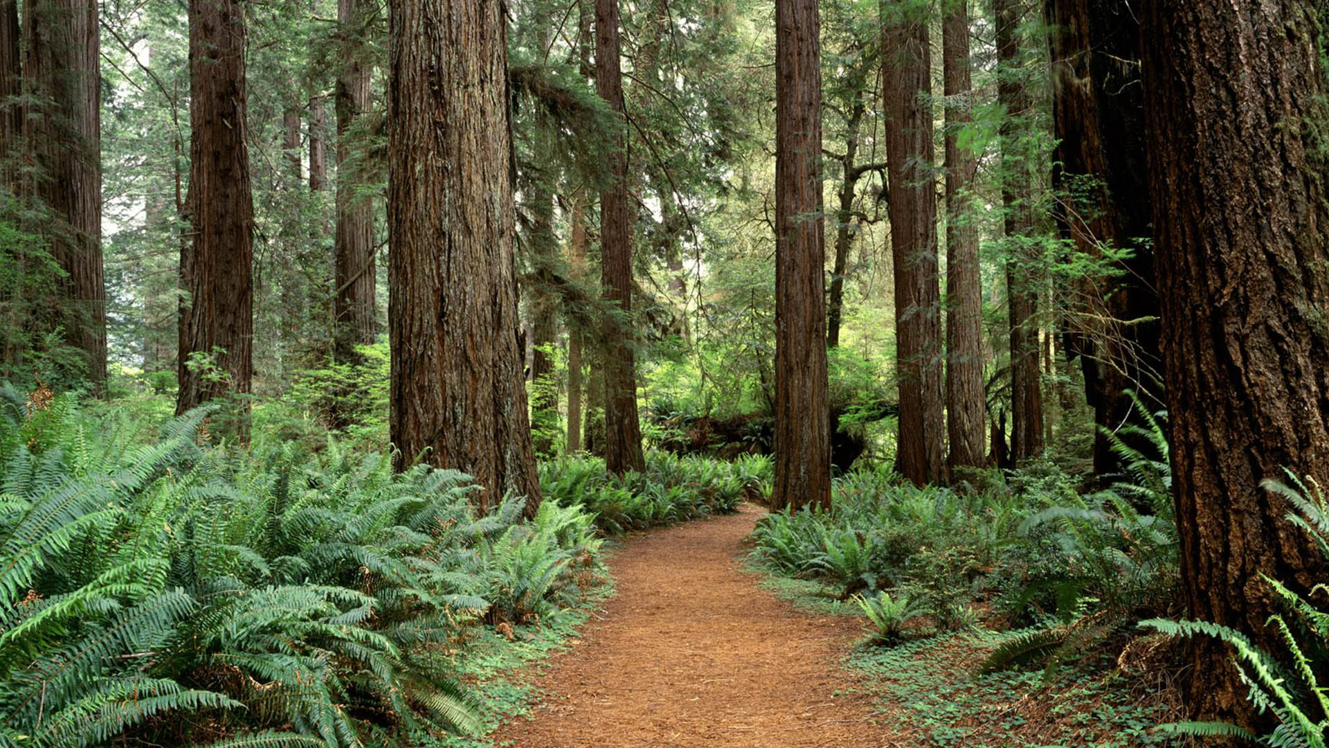 Redwood Forest Wallpaper