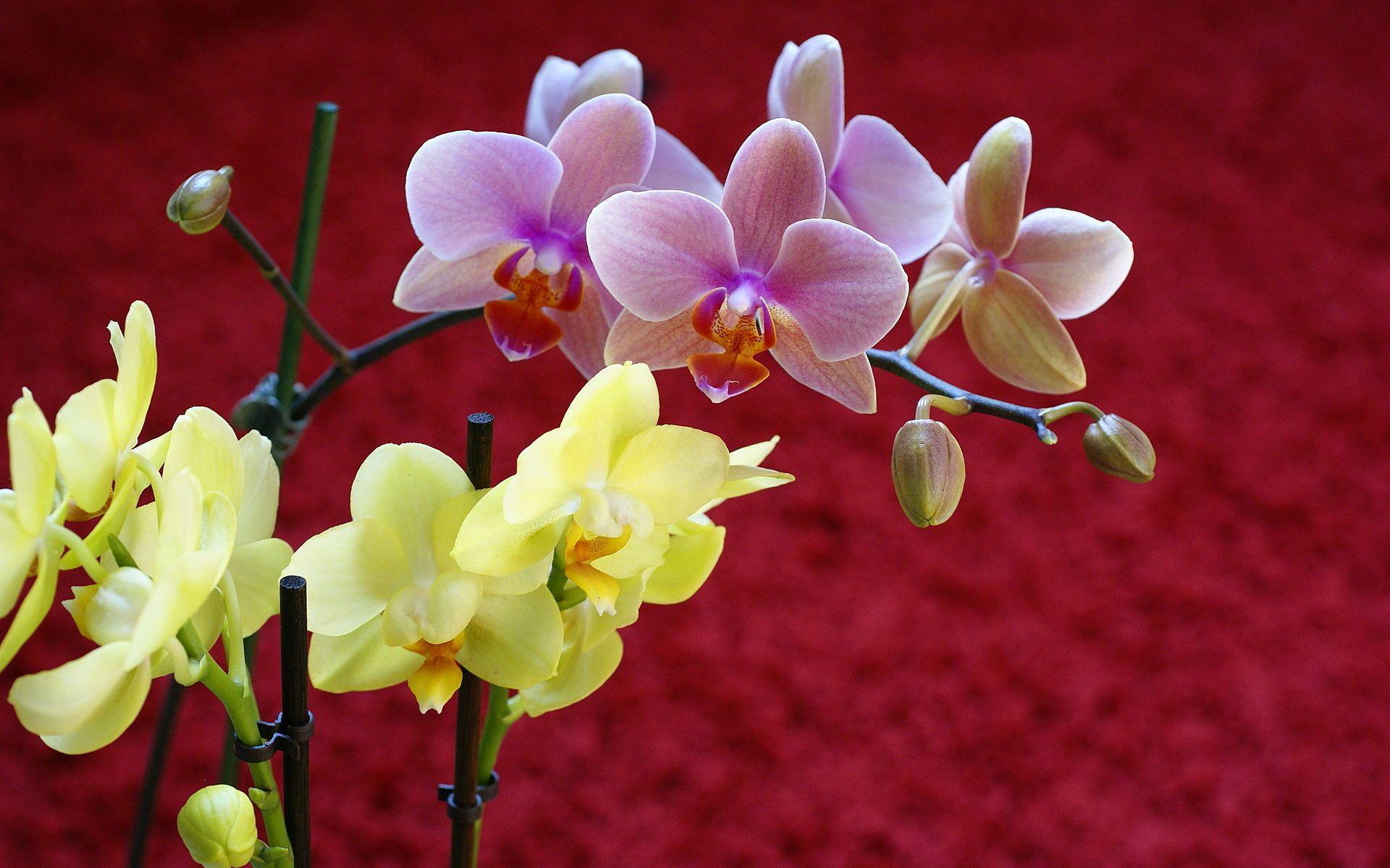 Red Yellow Orchids Flower HD Widescreen Wallpaper