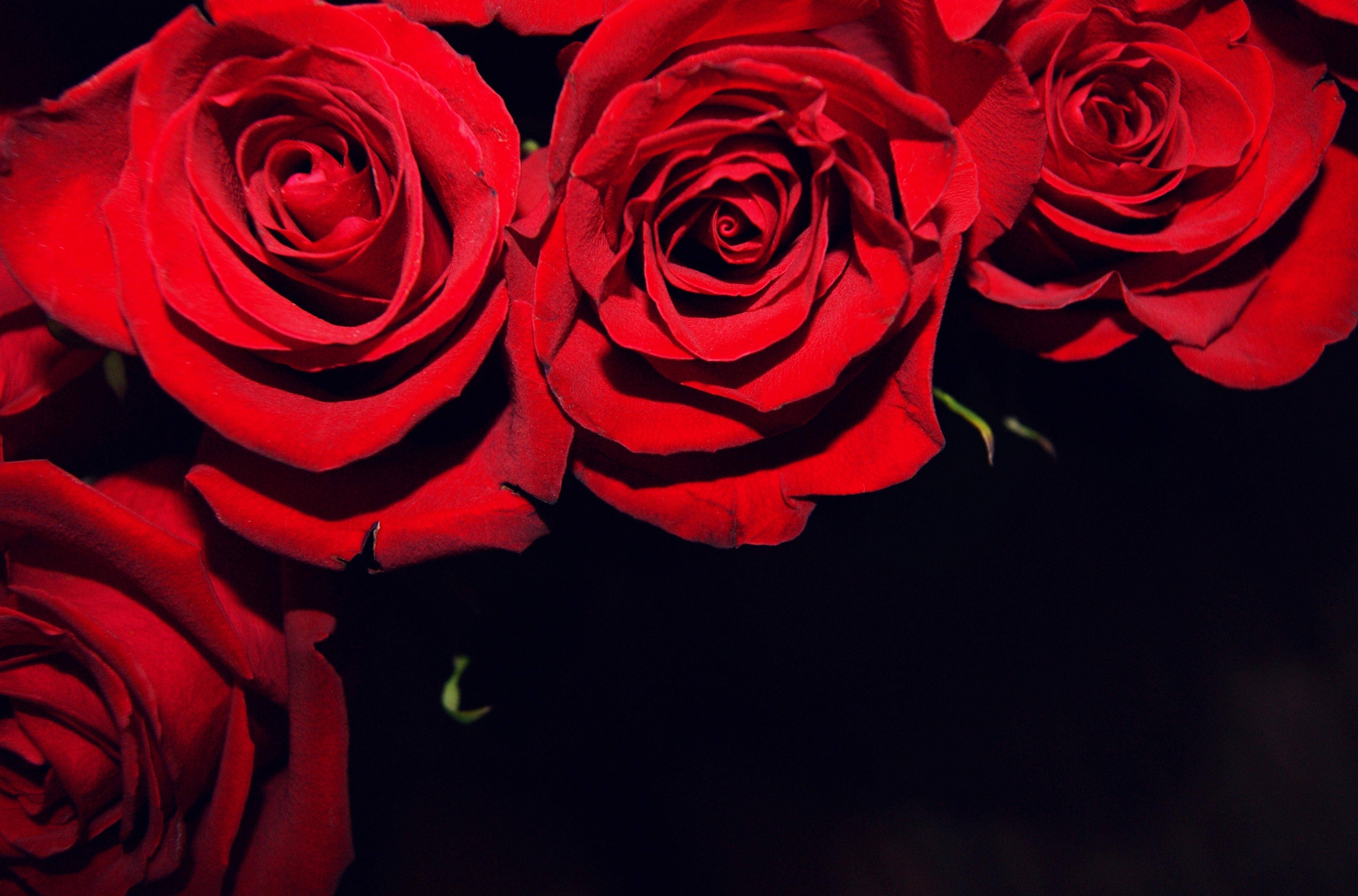 Wallpaper For > Black Background With Red Flowers