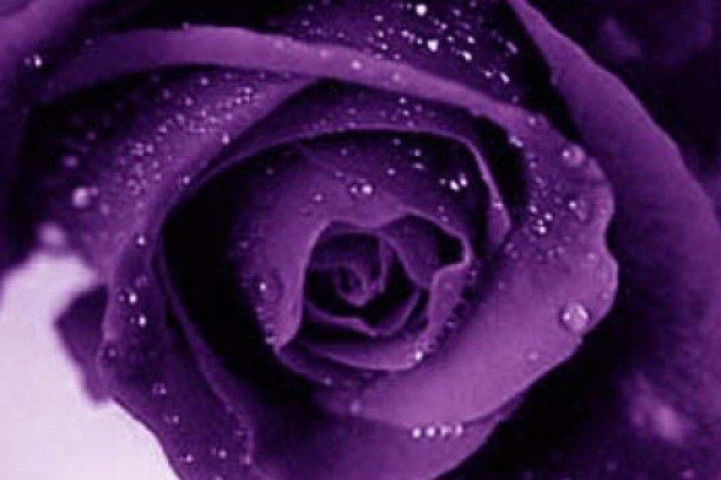 Wallpaper HD: purple roses wallpaper Purple Rose Wallpaper Border