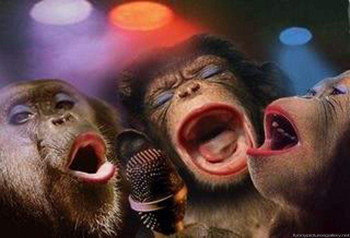 Funny Wallpaper Of Monkeys 20854 HD Wallpaper. pictwalls