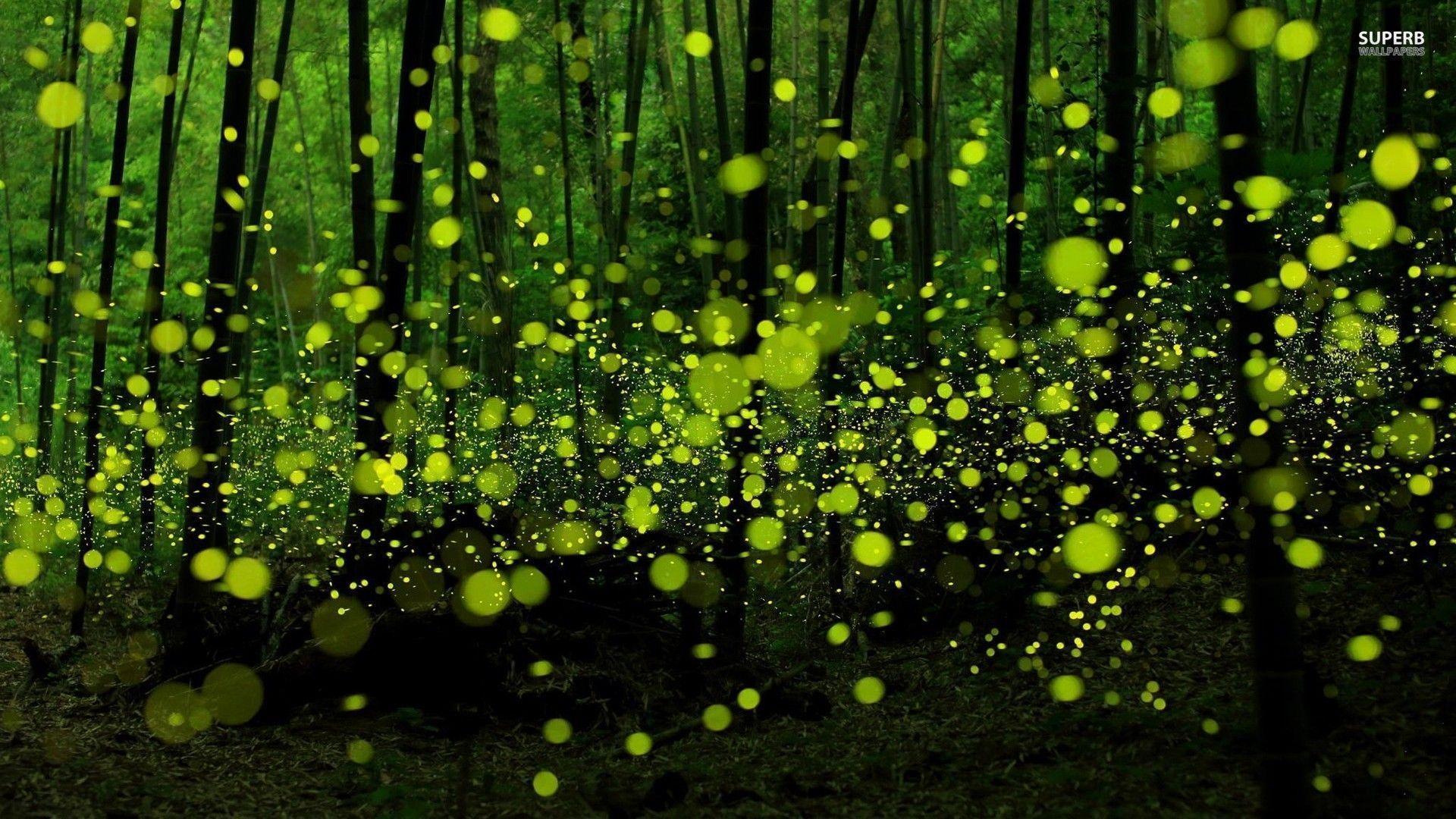 Green fireflies in the forest wallpaper Art wallpaper - #