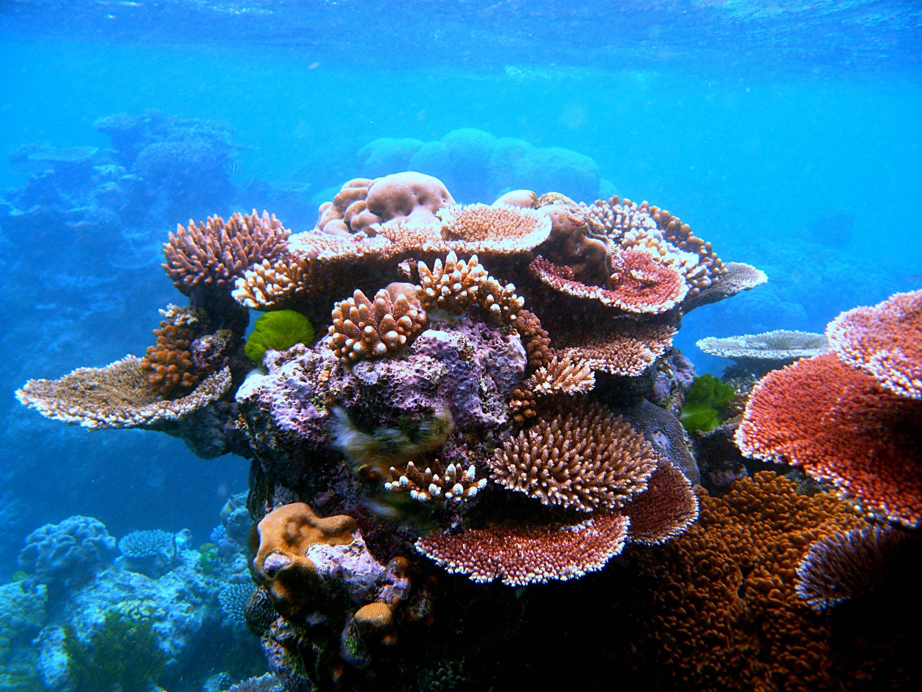 image For > Colorful Coral Reefs HD
