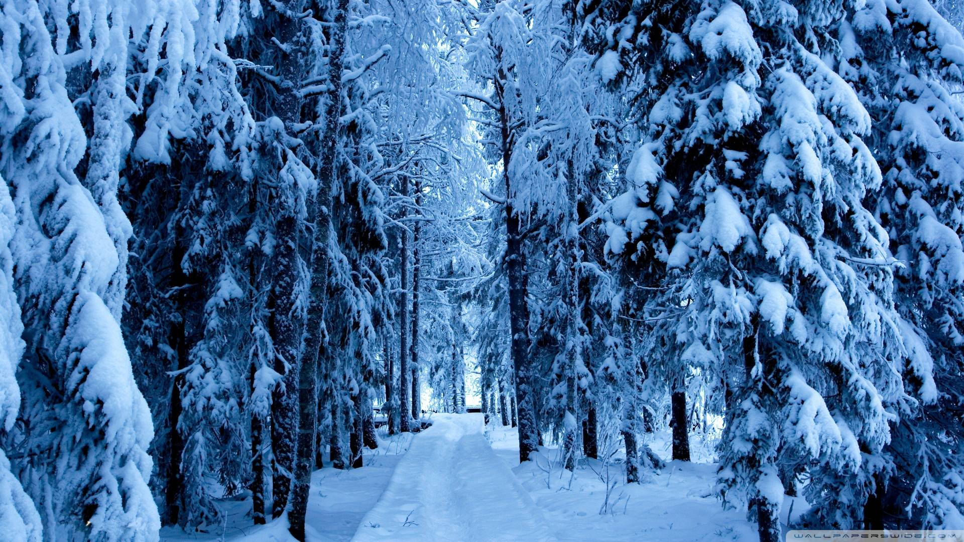 Snowy Forest Wallpapers Wallpaper Cave