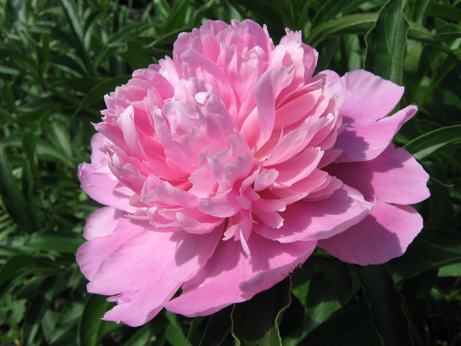 Peony Flowers