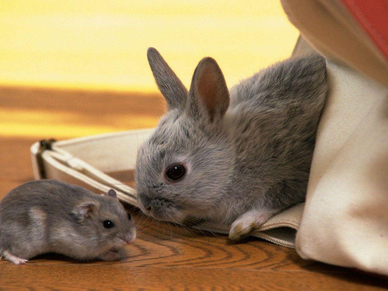 Rabbit Hamster Gray Cute HD Wallpaper