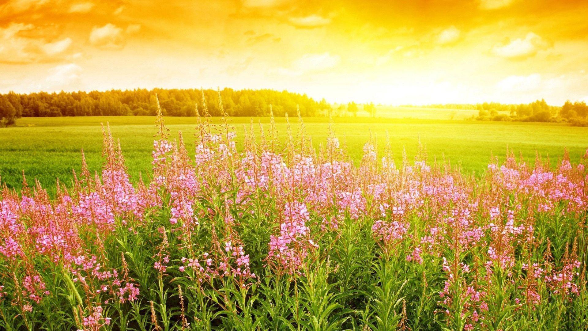 image For > Spring Meadow Wallpaper