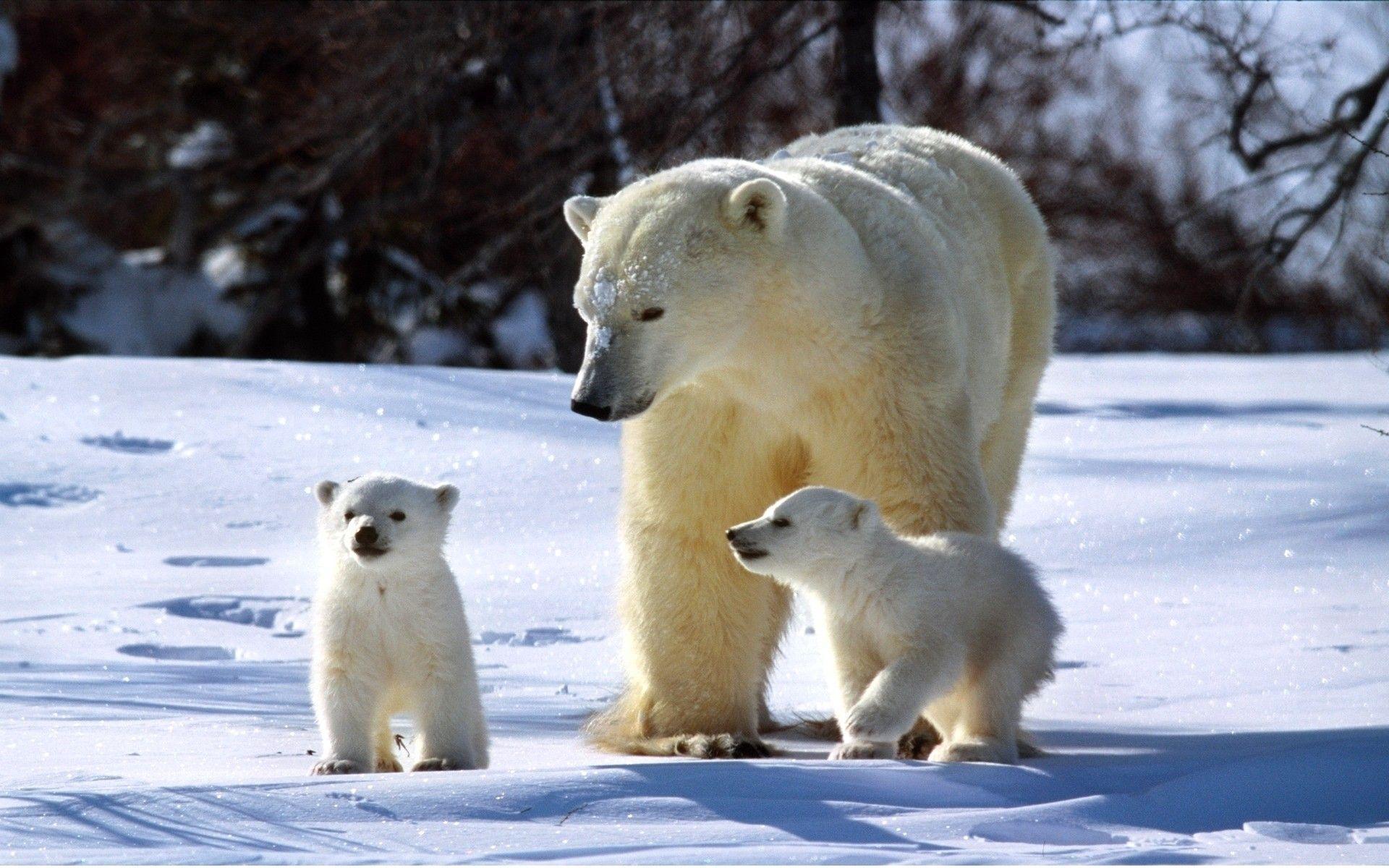 Wallpaper For > Baby Polar Bear Wallpaper