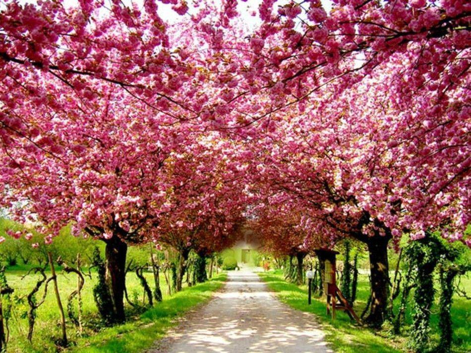 Cherry Blossom Image. HD Wallpaper Image