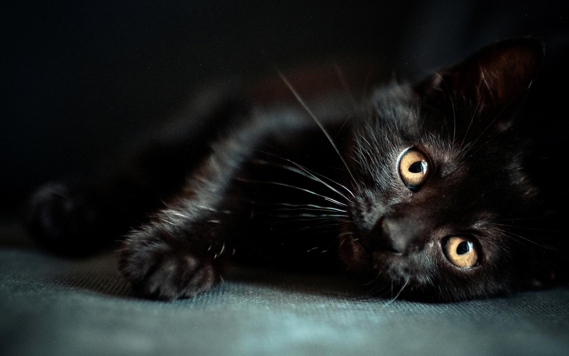 Black Cat Sleep HD Desktop Wallpaper