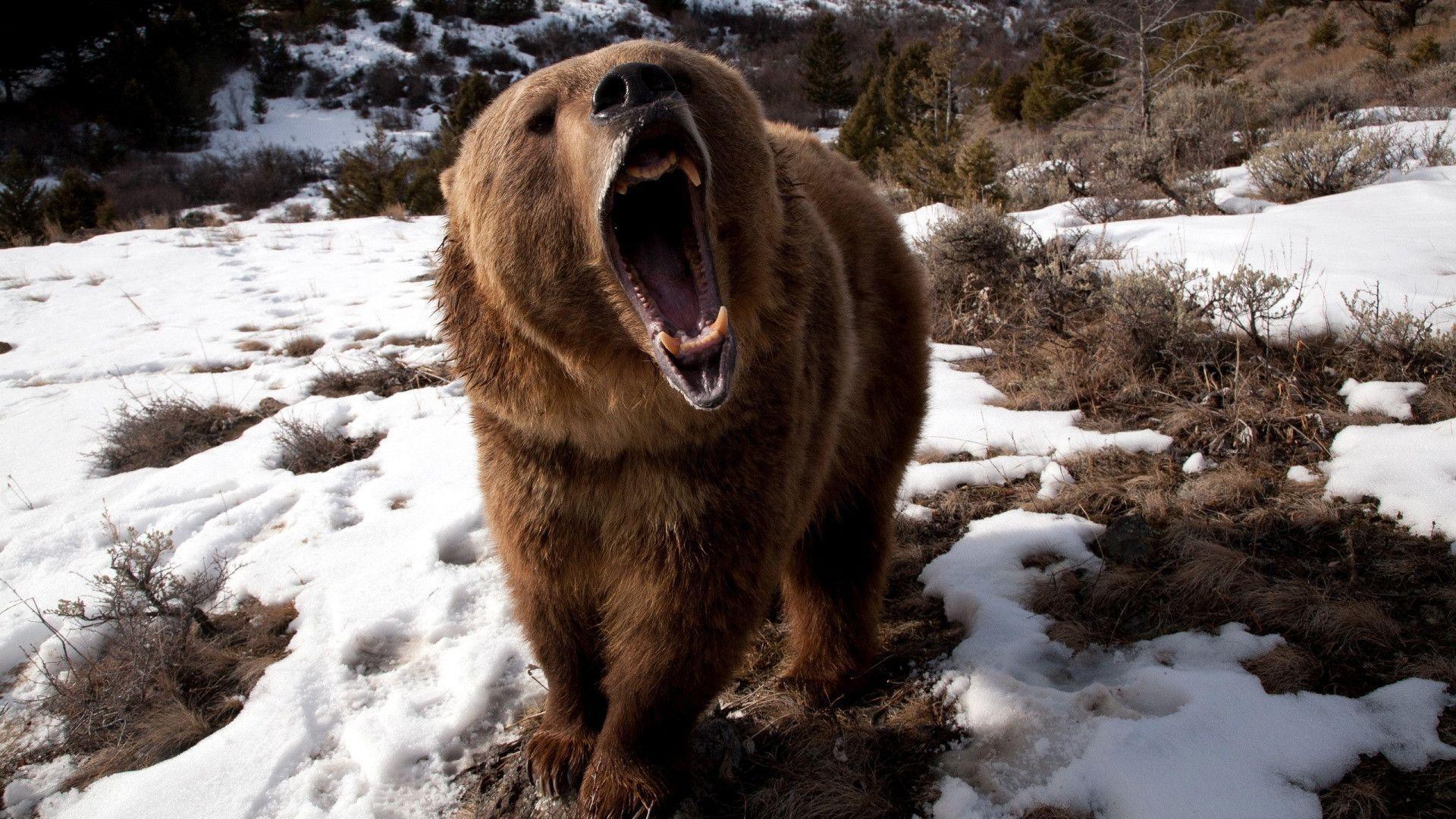 Wallpaper For > Angry Grizzly Bear Wallpaper