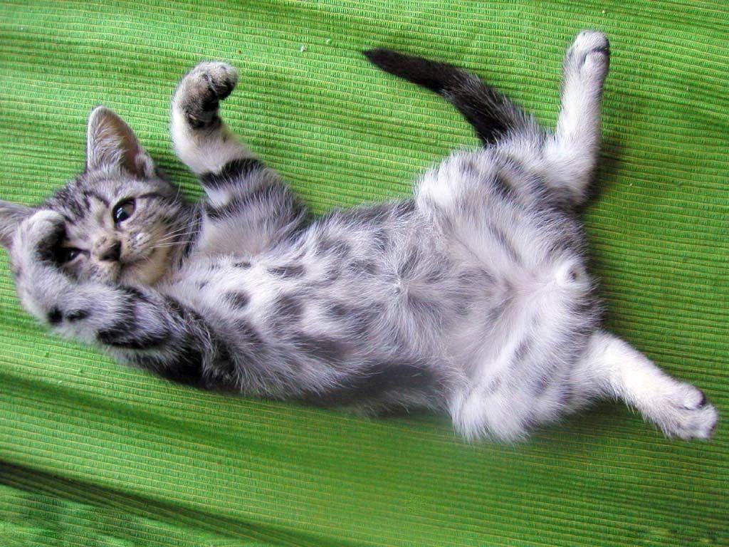 Desktop Wallpaper · Gallery · Animals · Pet kitten. Free