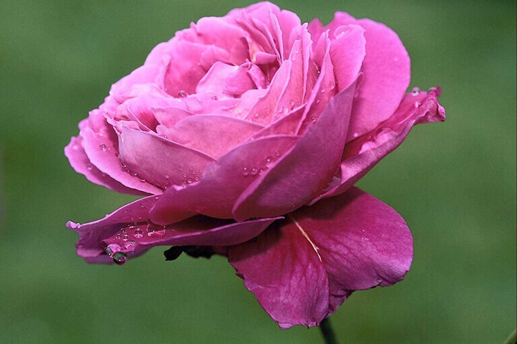 Beautiful_pink_rose_flowers_