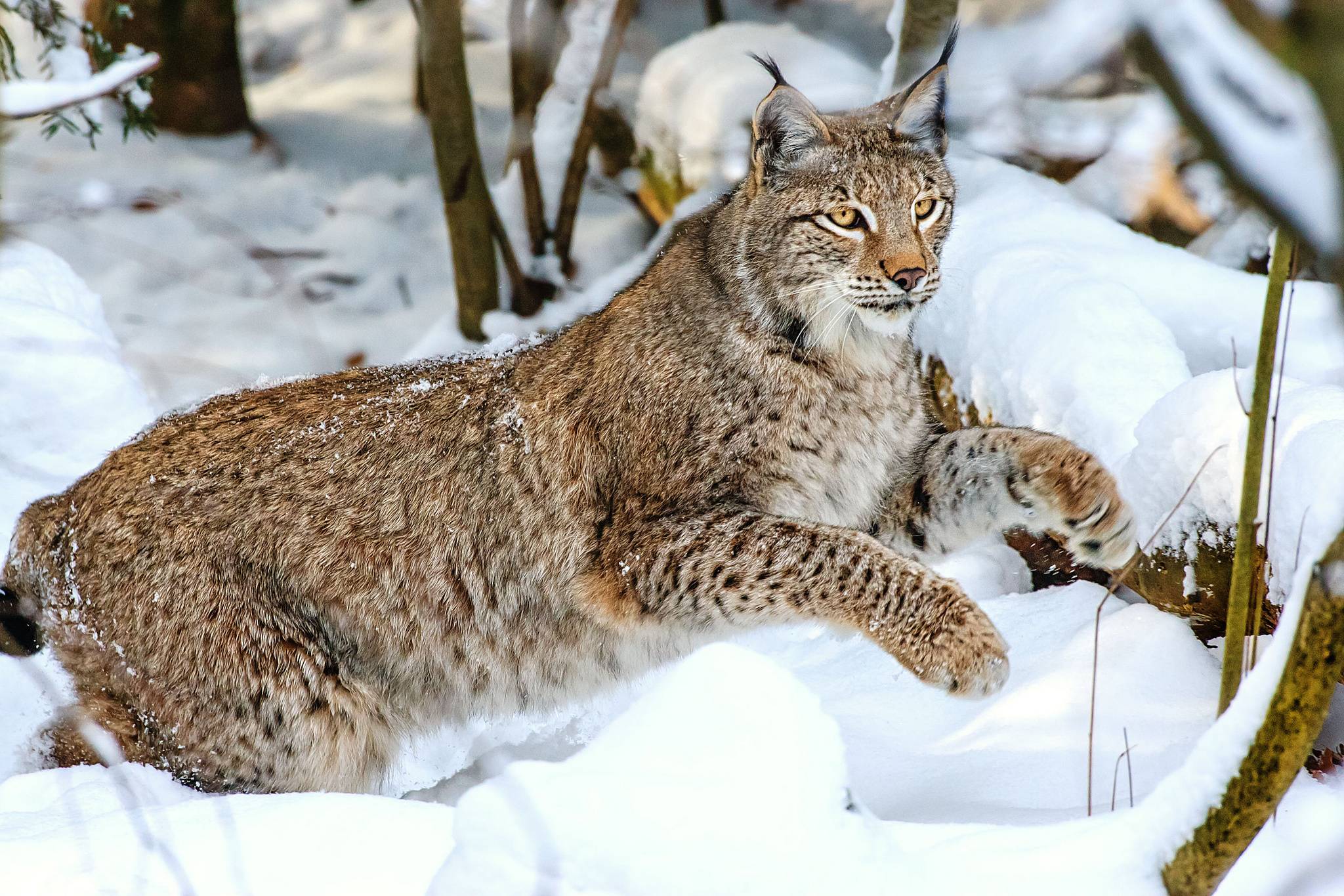 HD Lynx Wallpaper