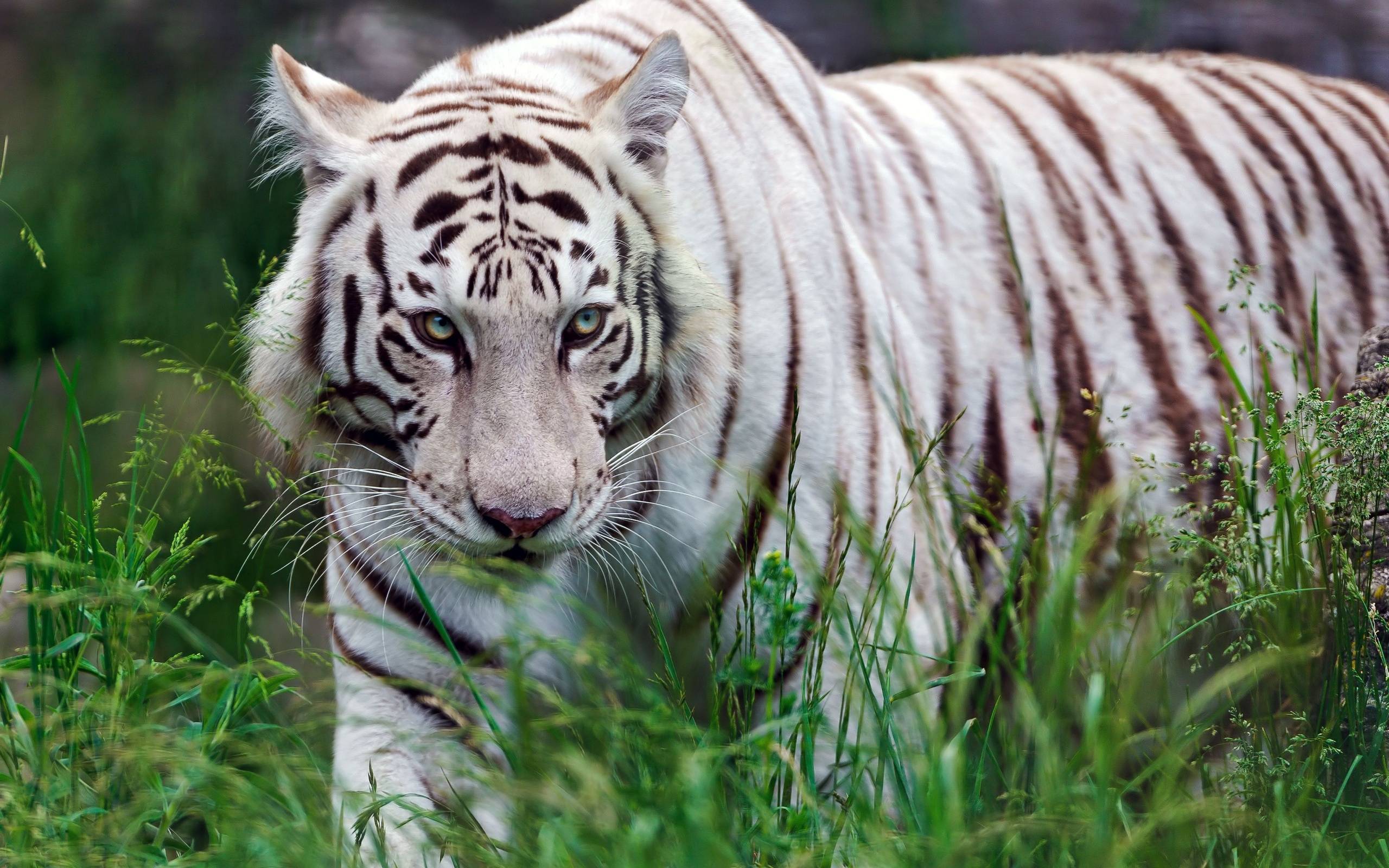 Wallpaper For > White Siberian Tiger Wallpaper