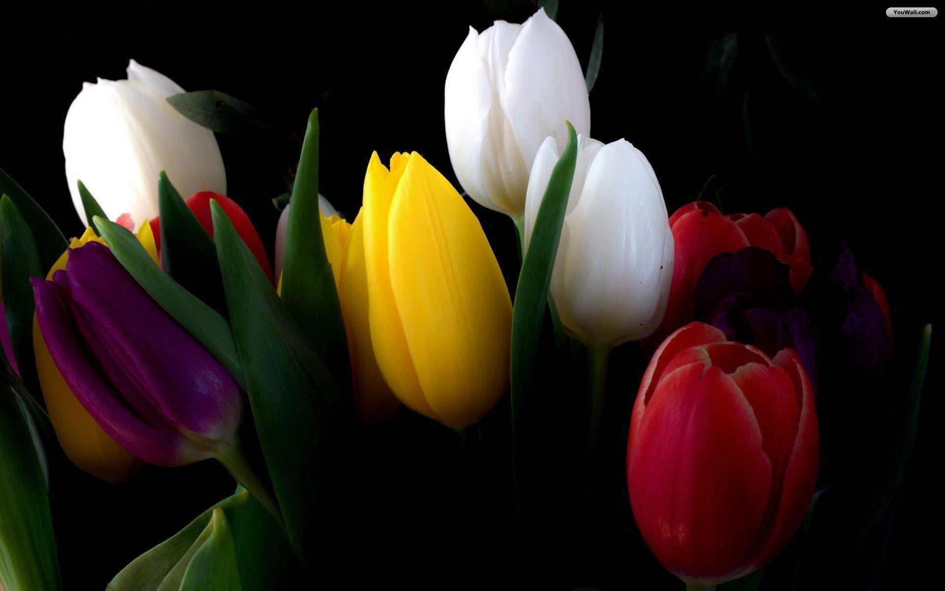 beautiful tulips wallpaper Search Engine