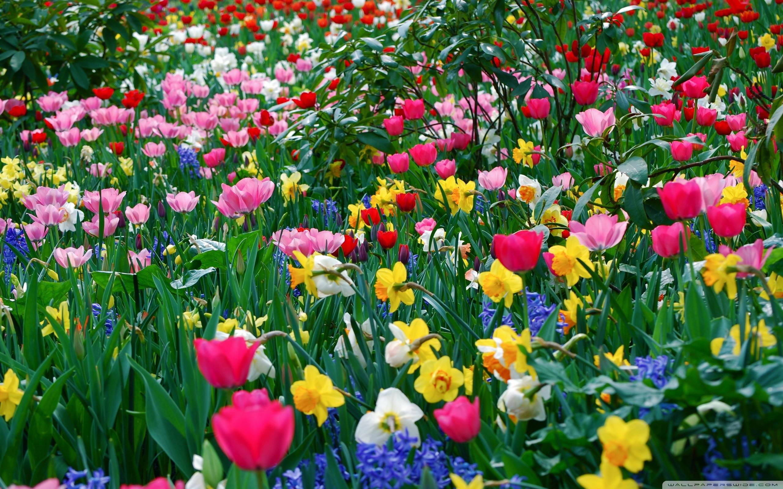 Wallpaper For > Spring Flowers Wallpaper Free Download