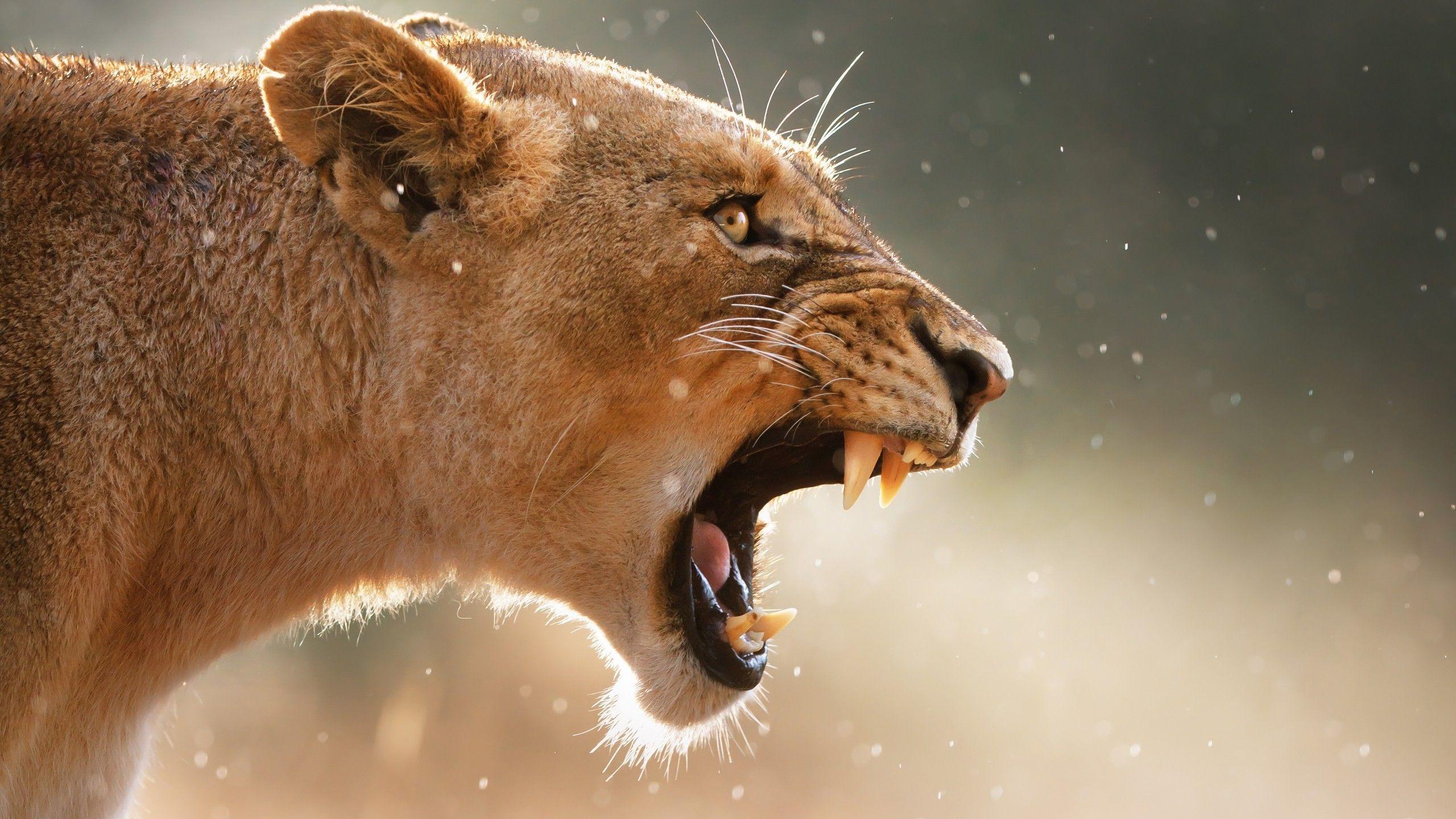 Roaring lioness Wallpaper #