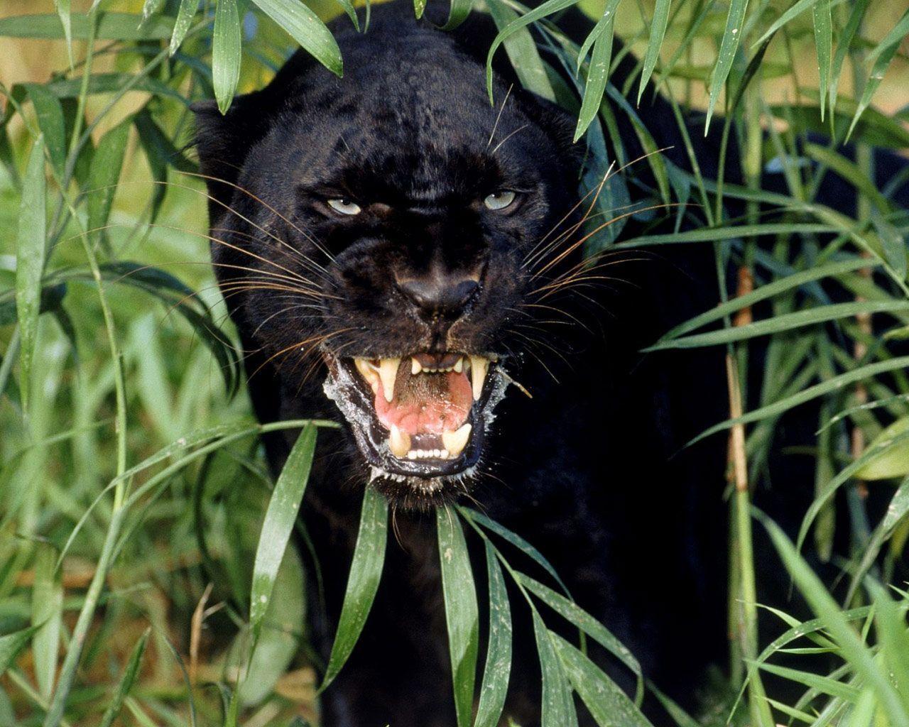 Desktop Wallpaper · Gallery · Animals · Black Panther A melanistic