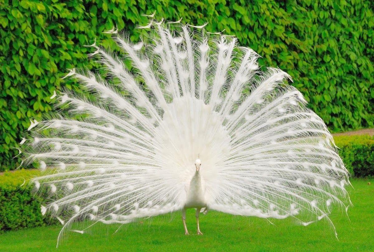 Most Beautiful Peacock Wallpaper