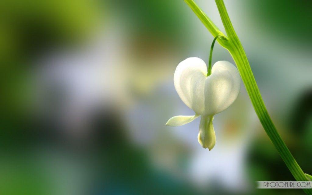 Latest Beautiful Flowers Background Download