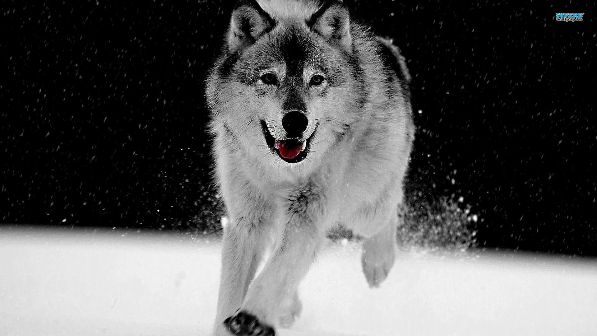 Wallpapers For > Grey Wolf Wallpaper 1920x1080