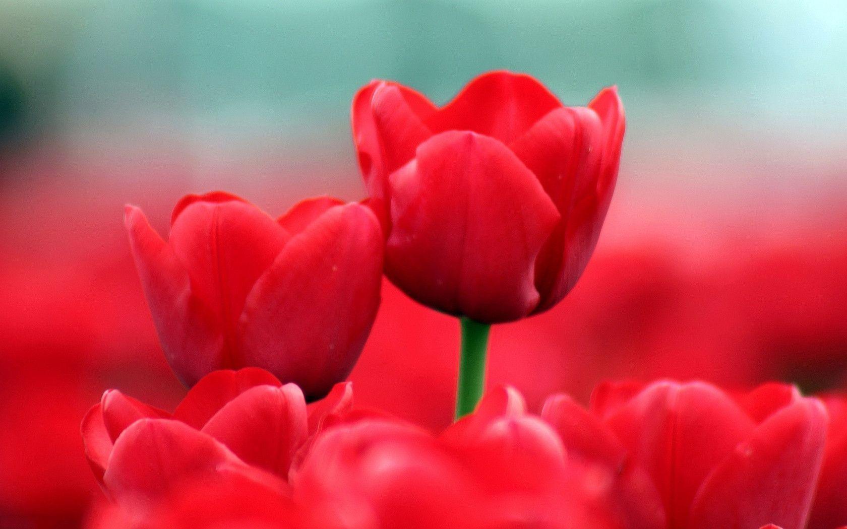 Summer red tulips Wallpaper
