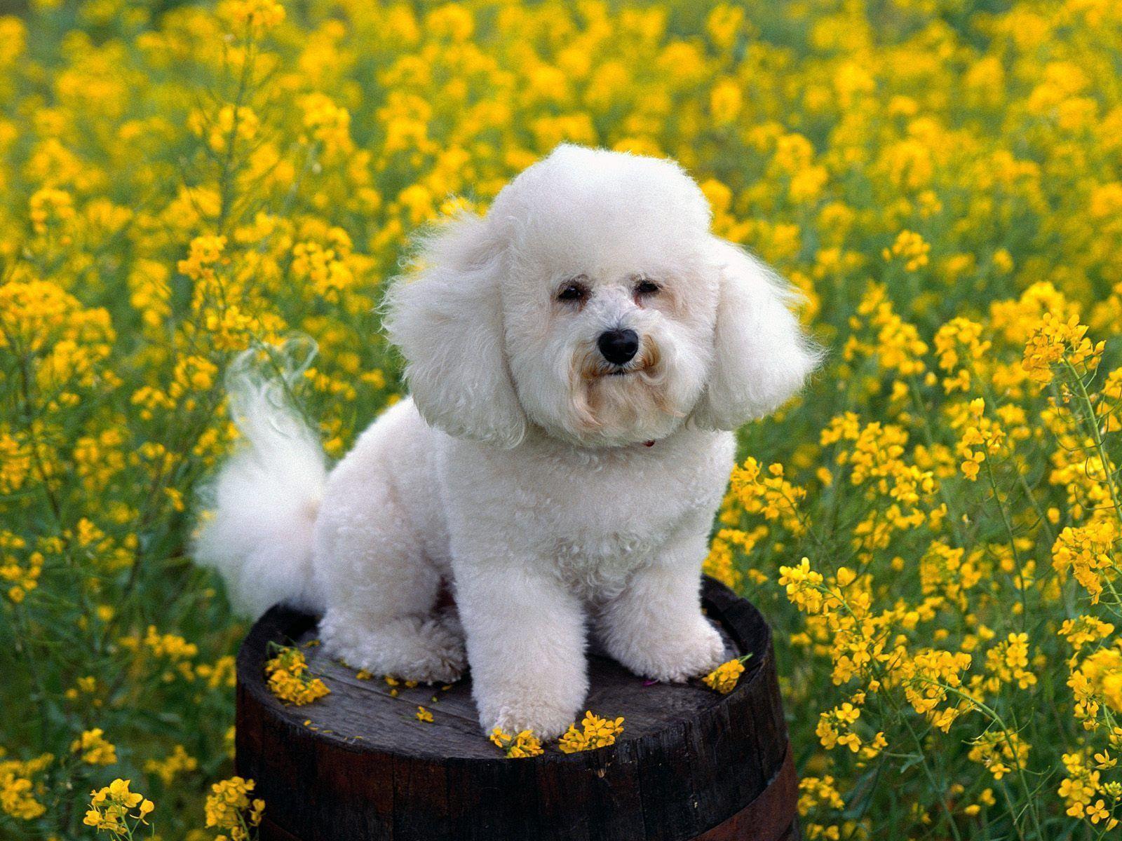 Free wallpaper Bichon frise small white dog in flowers