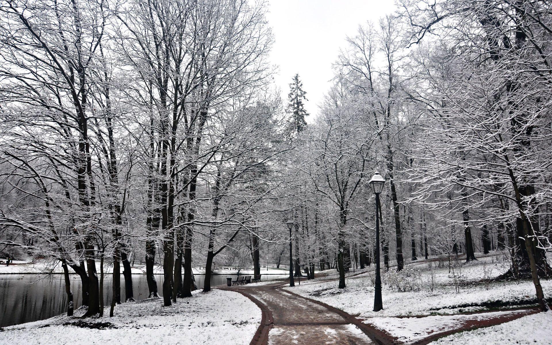 Winter Trees Background Wallpaper