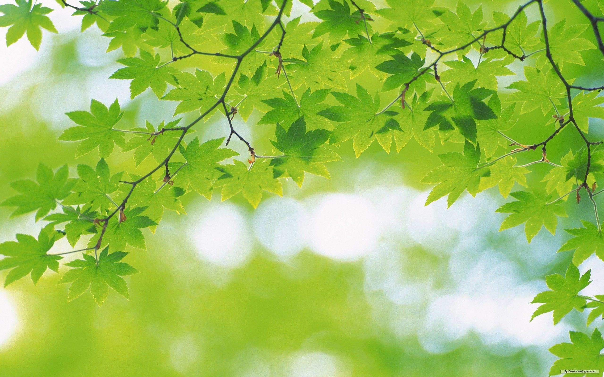 Green Nature Wallpaper and Background