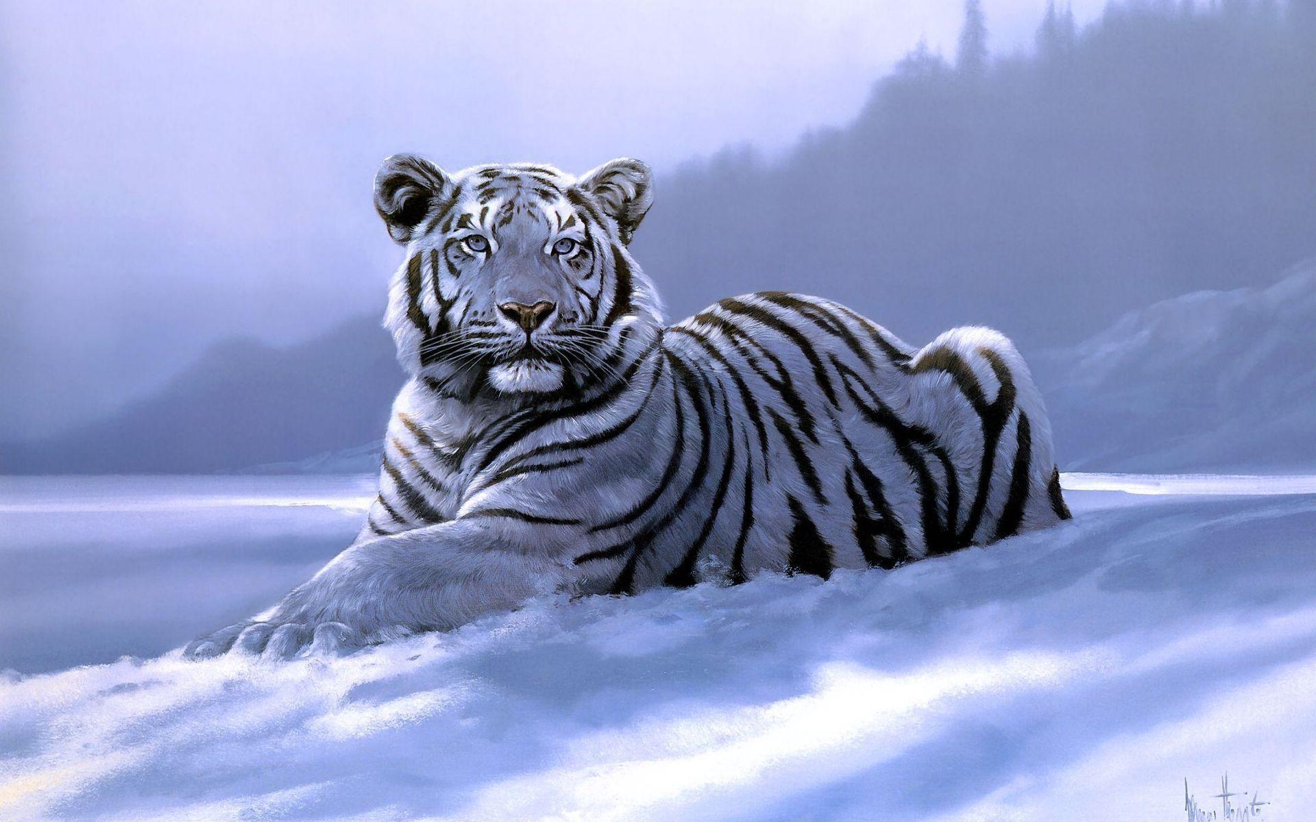 White Tiger in the Winter Wallpaper Full Widescreen