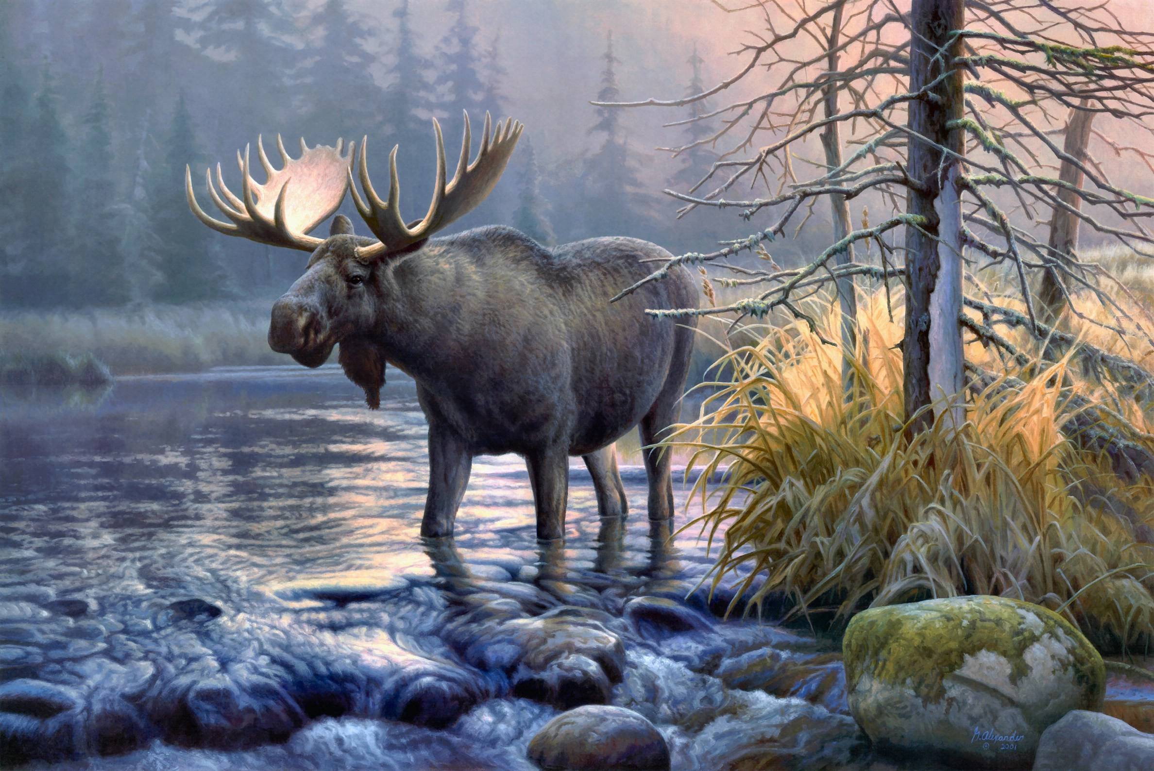 animals, moose wallpapers hd / desktop and mobile backgrounds on moose wallpaper