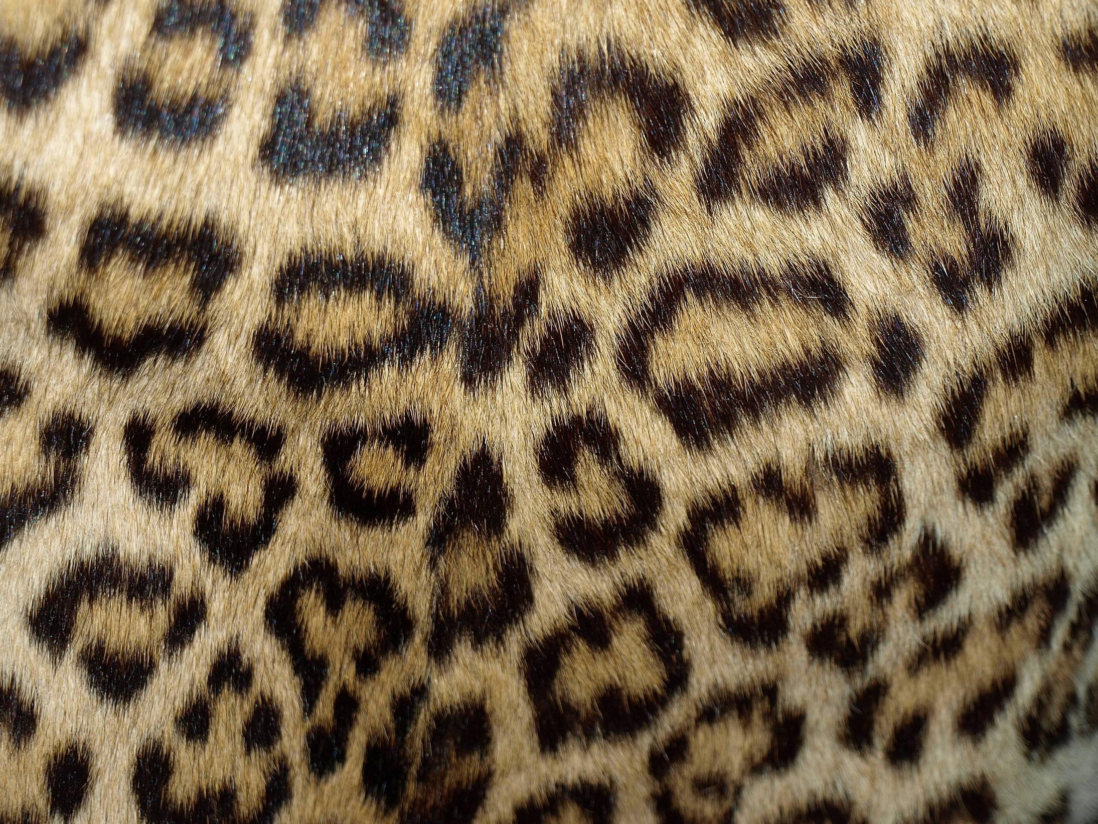 Leopard Background 54 403739 High Definition Wallpaper. wallalay