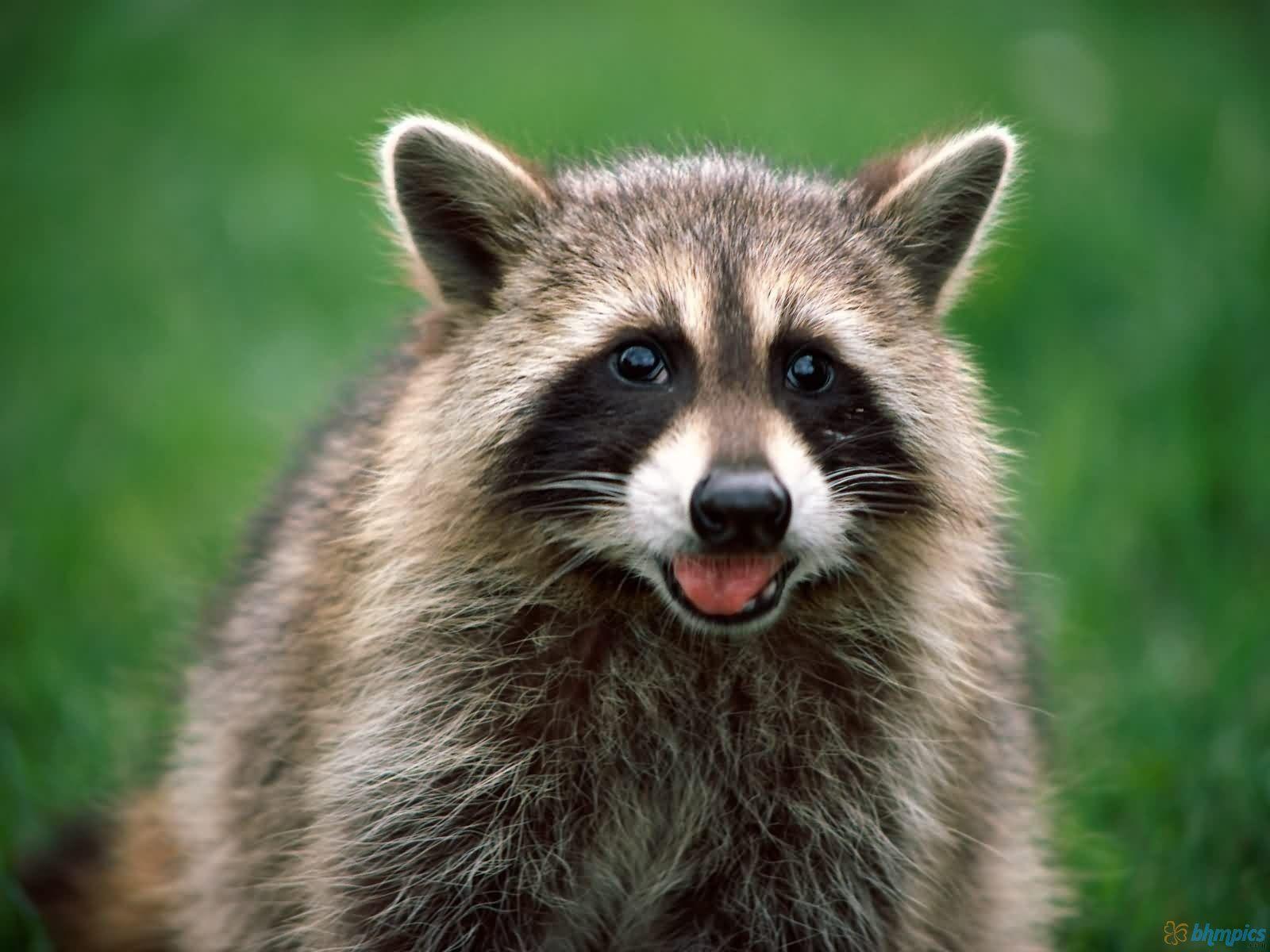 Raccoon In Nature
