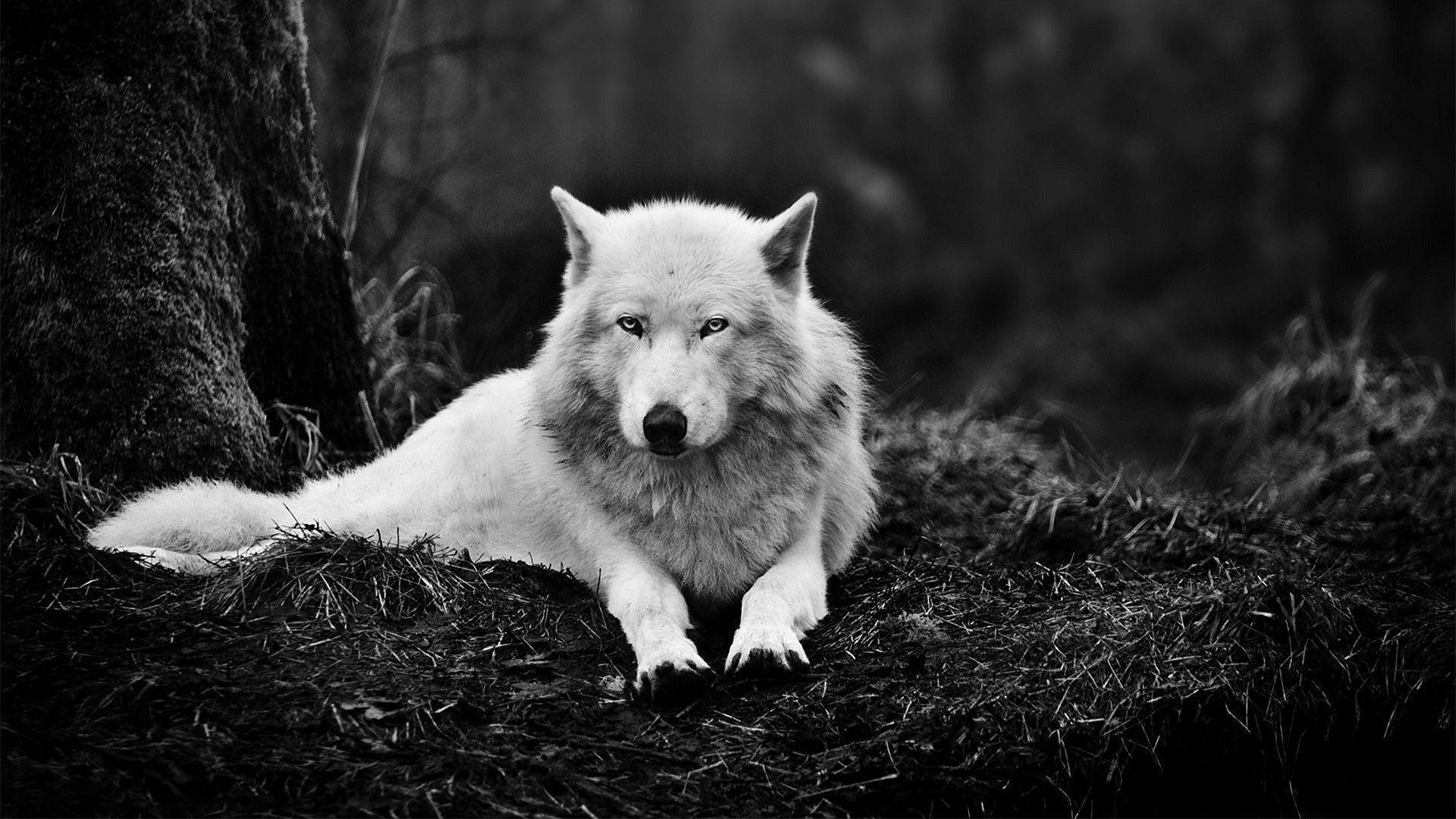 Wolf Wallpapers 1920x1080 - Wallpaper Cave