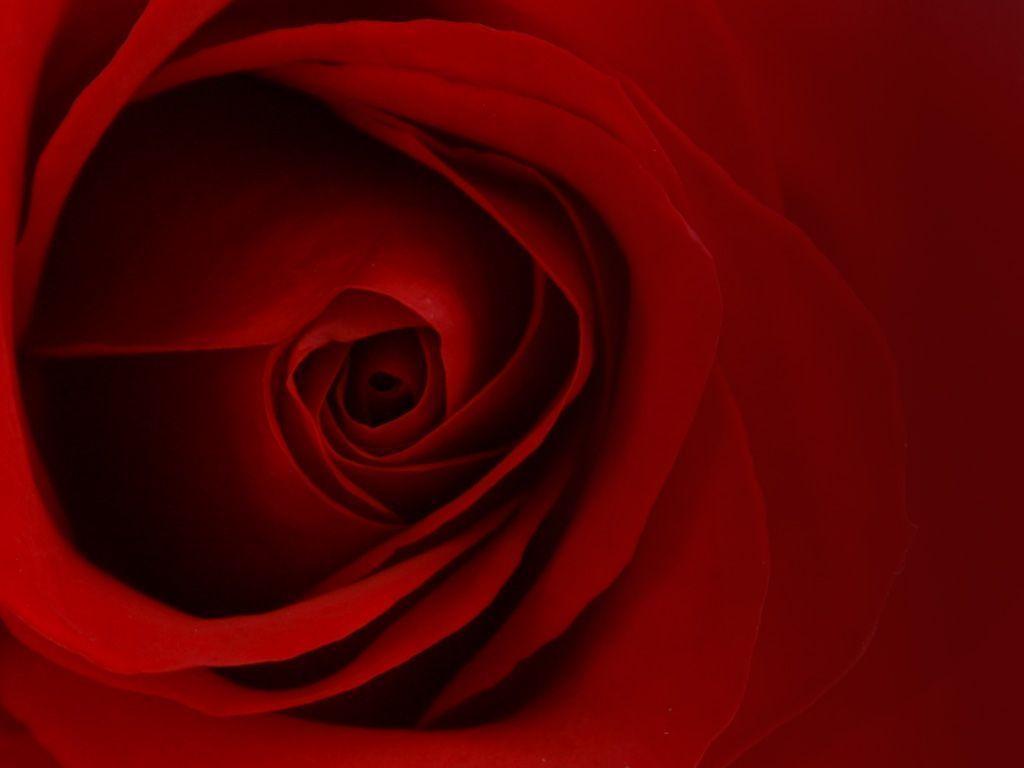 red background Wallpaper HD