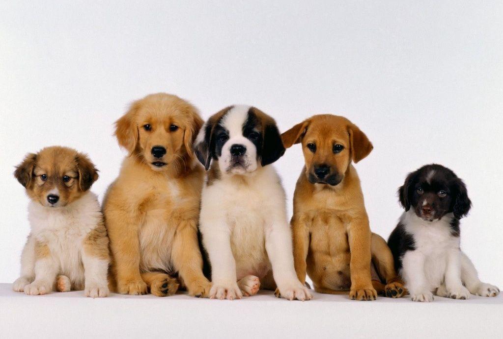 Puppy Wallpaper Desktop Animal