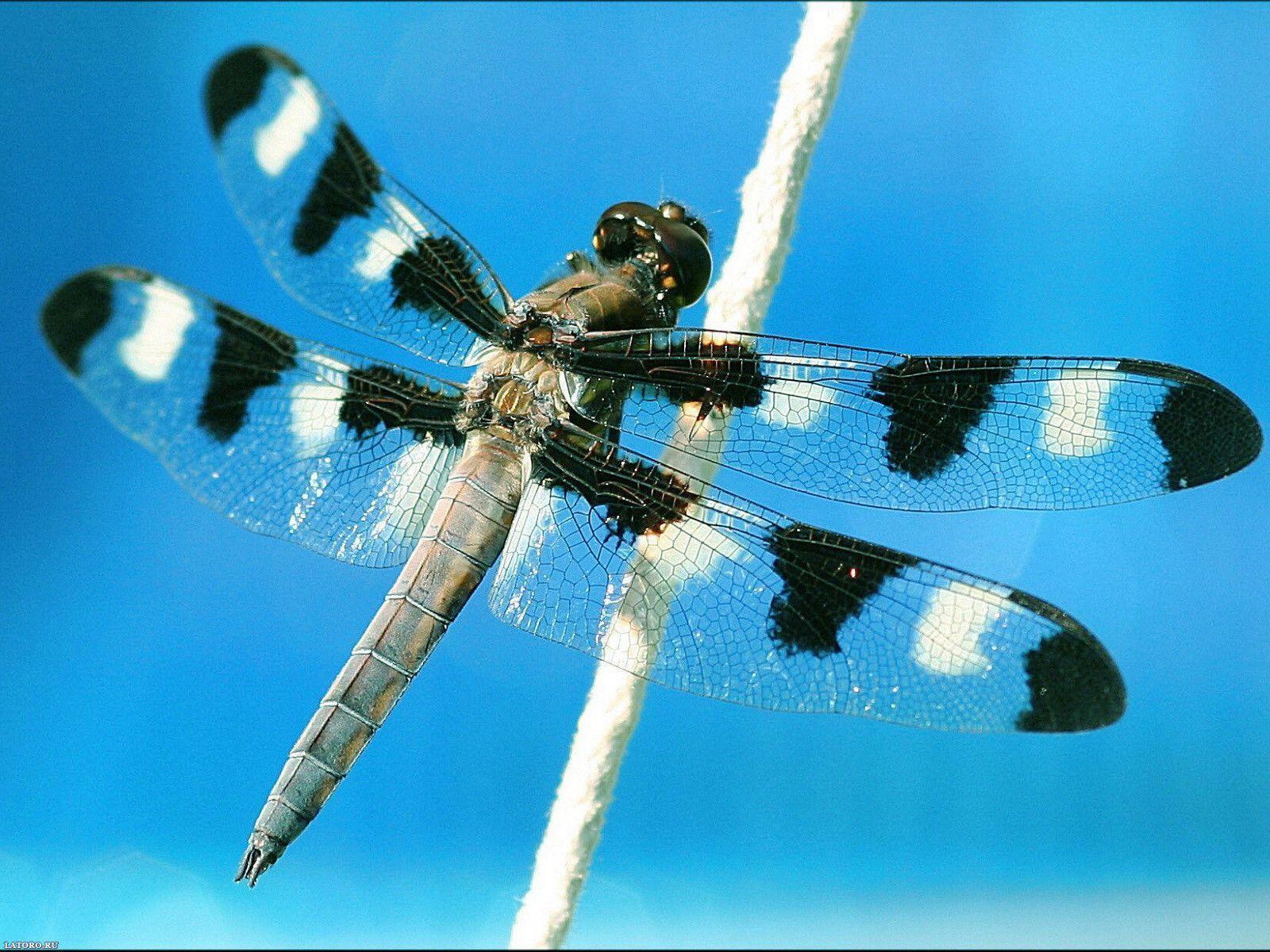 Free Dragonfly Computer Wallpaper