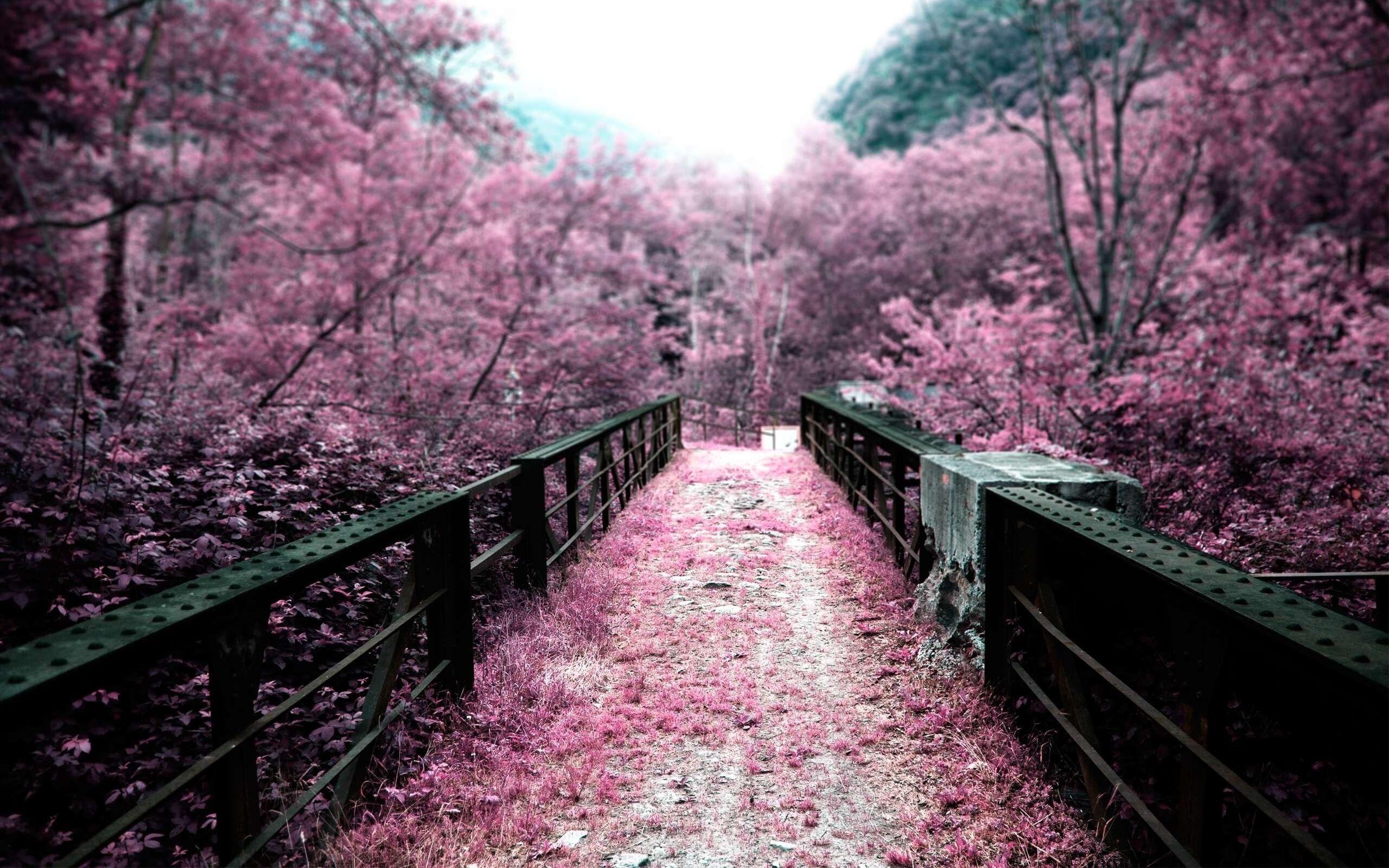 Cherry blossoms bridges depth of field selective coloring pink