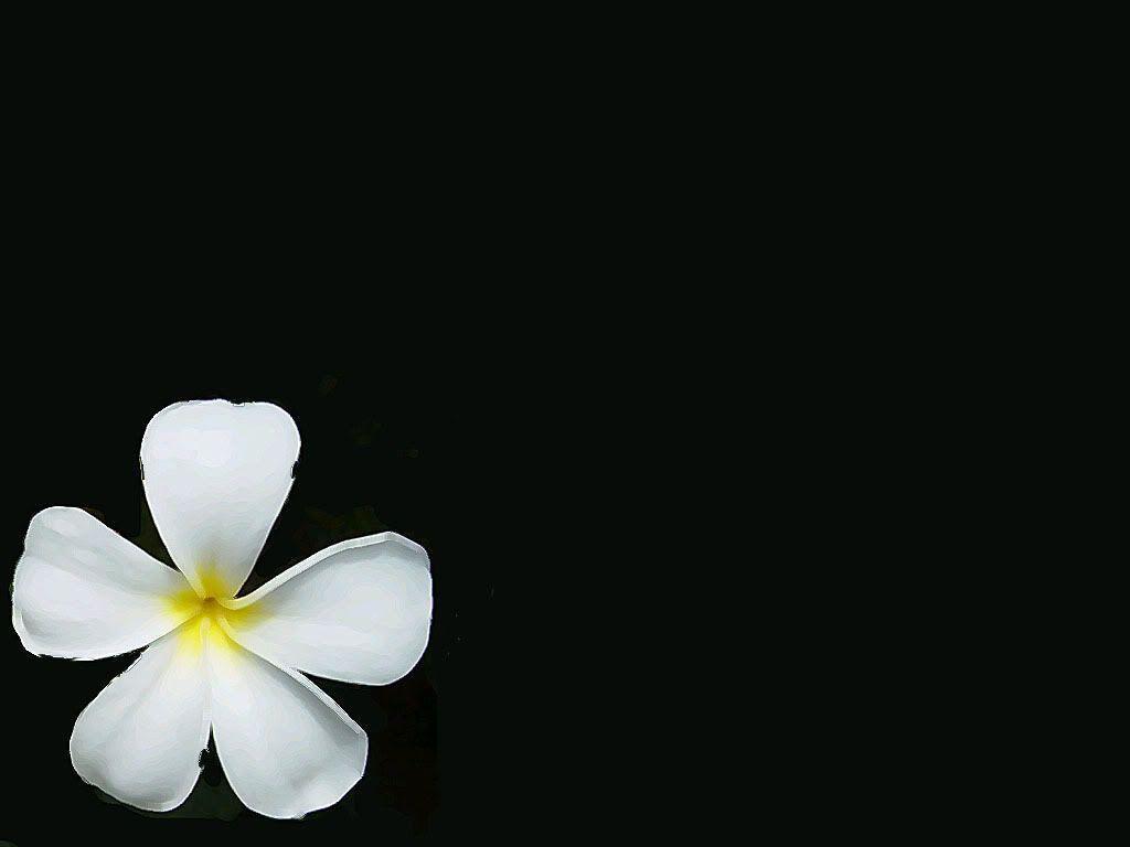 Pin White Hawaiian Flower Wallpaper
